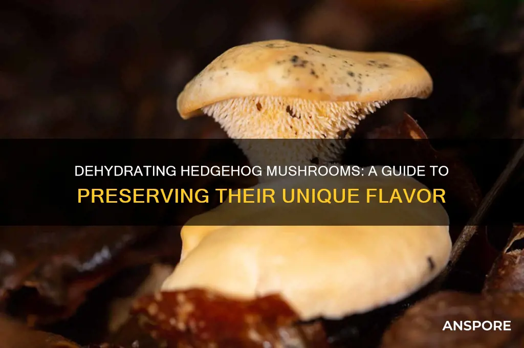 can you dehydrate hedgehog mushrooms