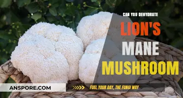 Dehydrating Lion's Mane Mushrooms: A Complete Guide to Preservation