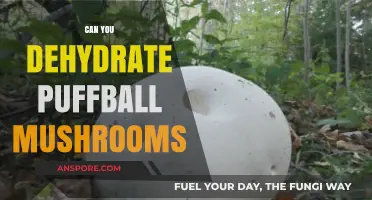 Dehydrating Puffball Mushrooms: A Simple Guide for Long-Term Storage