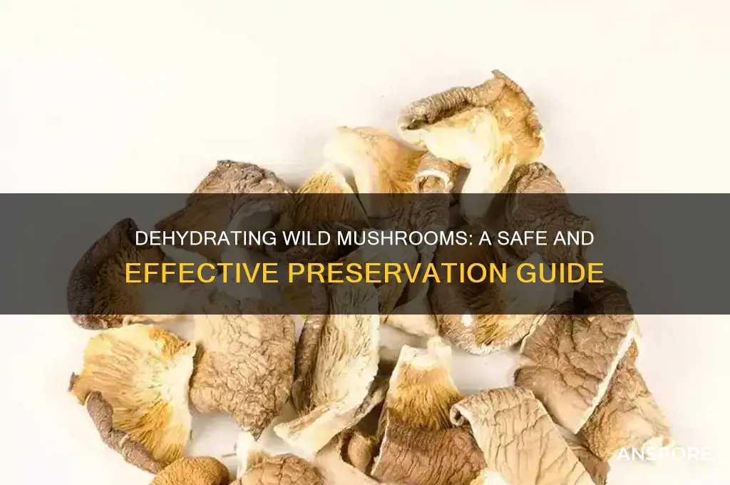 can you dehydrate wild mushrooms