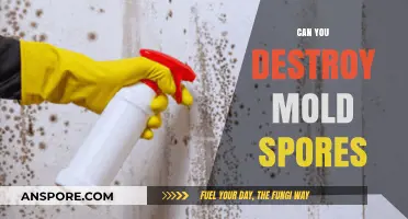 Can You Destroy Mold Spores? Effective Methods and Prevention Tips