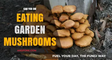 Can Garden Mushrooms Be Deadly? Risks of Eating Wild Fungi