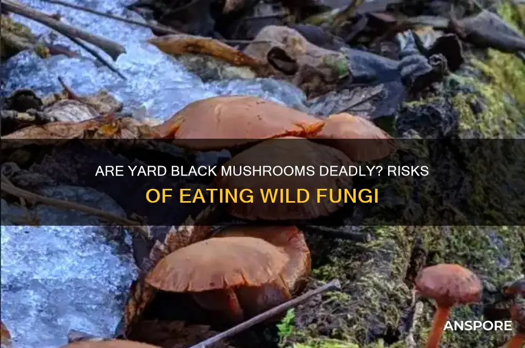 can you die eating yard black mushrooms