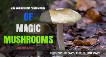 Magic Mushrooms: Fatal Risks or Harmless Trip? The Truth Revealed