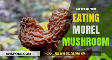 Can You Die from Eating Morel Mushrooms? Uncovering the Truth