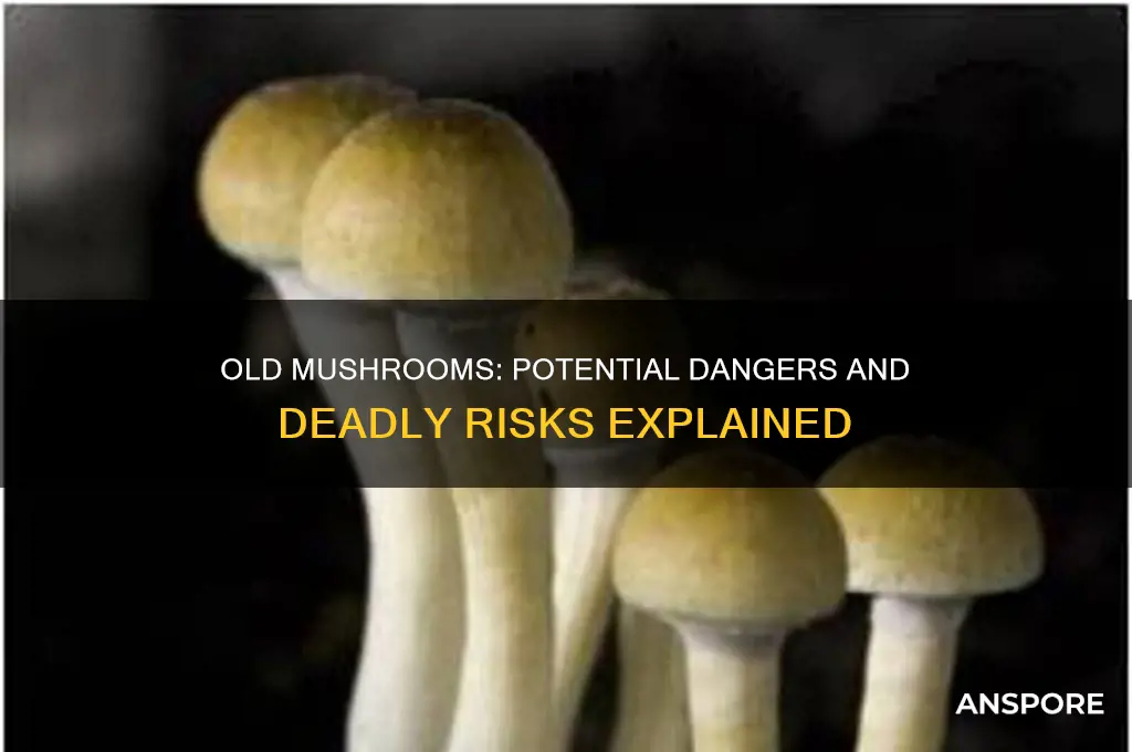 can you die from eating old mushrooms
