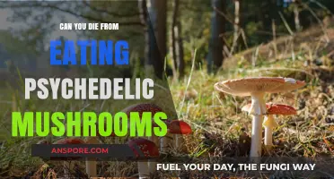 Psychedelic Mushrooms: Deadly Consequences or Harmless Trip?