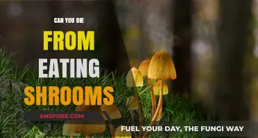 Can You Die From Eating Shrooms? Risks and Realities Explained