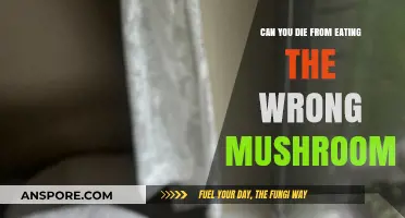 Deadly Mistake: The Hidden Dangers of Eating Toxic Mushrooms