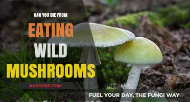 Deadly Bites: The Risks of Eating Wild Mushrooms Unveiled