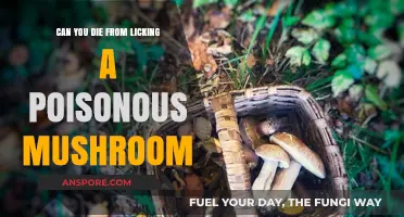 Licking Poisonous Mushrooms: Deadly Consequences or Harmless Myth?