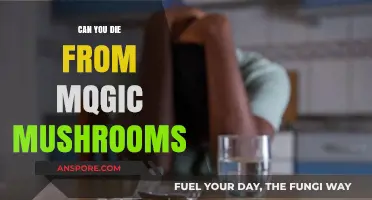 Magic Mushrooms: Unveiling the Risks of Psychedelic Overdose and Death