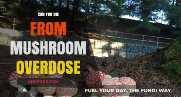 Mushroom Overdose: Understanding the Risks and Potential Fatal Consequences