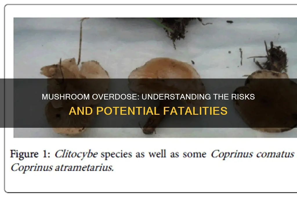 can you die from overdosing on mushrooms
