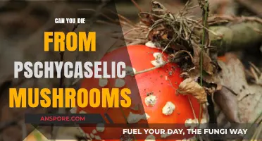 Can Psychedelic Mushrooms Be Fatal? Exploring the Risks and Realities