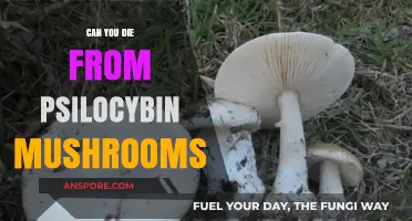 Psilocybin Mushrooms: Unraveling the Truth About Fatality and Safety