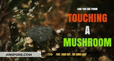 Deadly Touch? The Truth About Toxic Mushrooms and Skin Contact