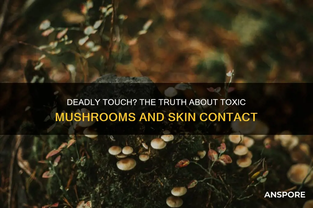 can you die from touching a mushroom