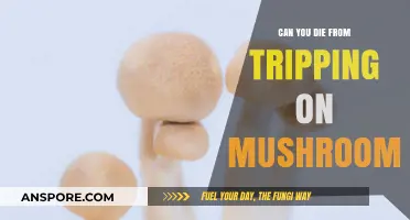 Mushroom Trip Dangers: Can Psychedelic Experiences Lead to Fatal Outcomes?