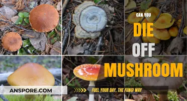 Deadly or Delicious? The Truth About Mushroom Toxicity and Survival