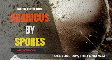 Identifying Agaricus Mushrooms: The Role of Spores in Differentiation