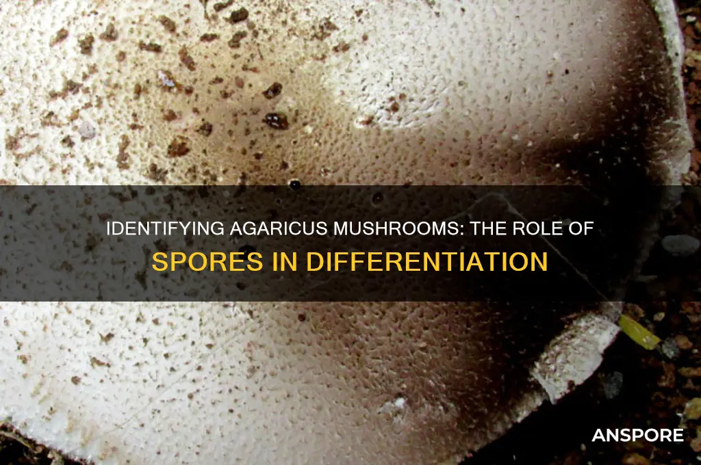 can you differentiate agaricus by spores