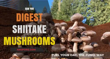 Can You Digest Shiitake Mushrooms? A Complete Guide to Benefits and Risks