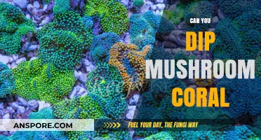 Dipping Mushroom Coral: A Guide to Fragging and Propagation Techniques