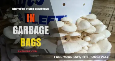 Growing Oyster Mushrooms in Garbage Bags: A Simple DIY Method