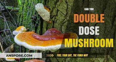 Double Dosing Mushrooms: Risks, Effects, and Safety Considerations Explained