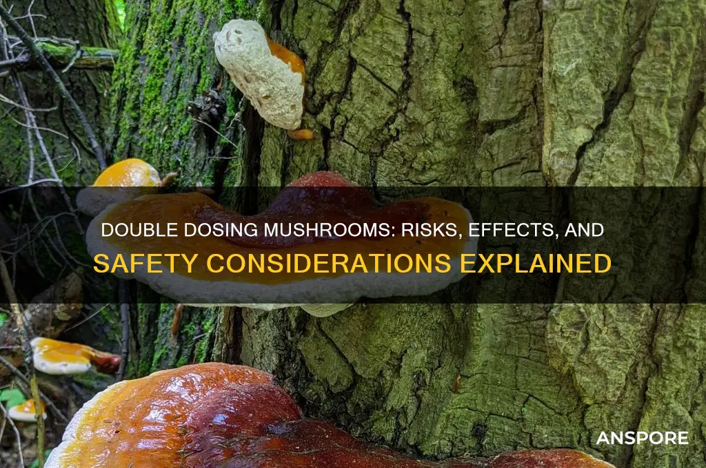 can you double dose mushrooms