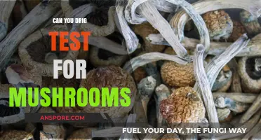Can You Drug Test for Mushrooms? Detection Methods Explained