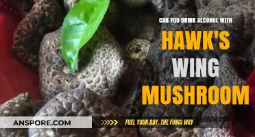 Alcohol and Hawk's Wing Mushroom: Safe Combination or Risky Mix?