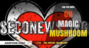 Driving on Magic Mushrooms: Legal Risks and Safety Concerns Explained