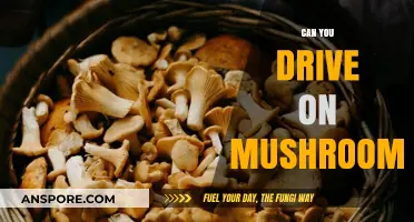 Driving on Mushrooms: Legal Risks and Safety Concerns Explained
