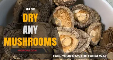 Drying Mushrooms: Which Varieties Work Best and How to Do It