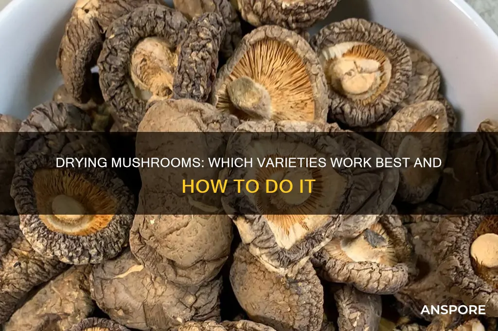 can you dry any mushrooms
