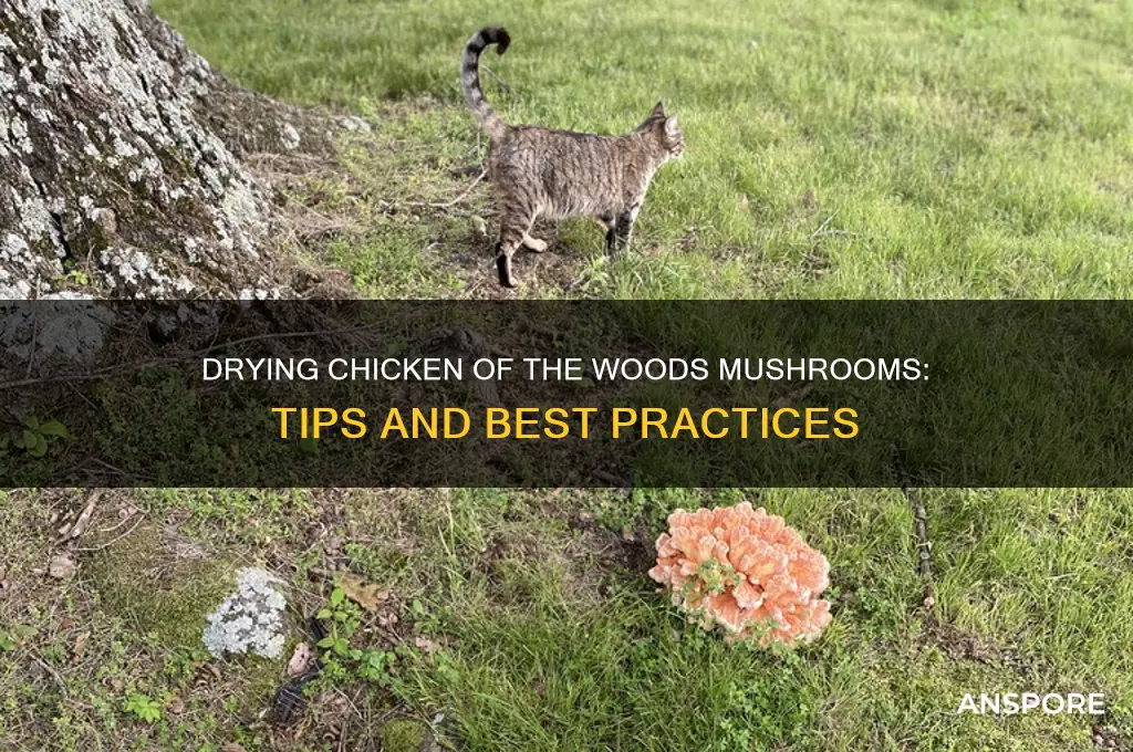 can you dry chicken of the woods mushrooms