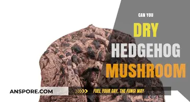 Drying Hedgehog Mushrooms: A Guide to Preserving Their Unique Flavor