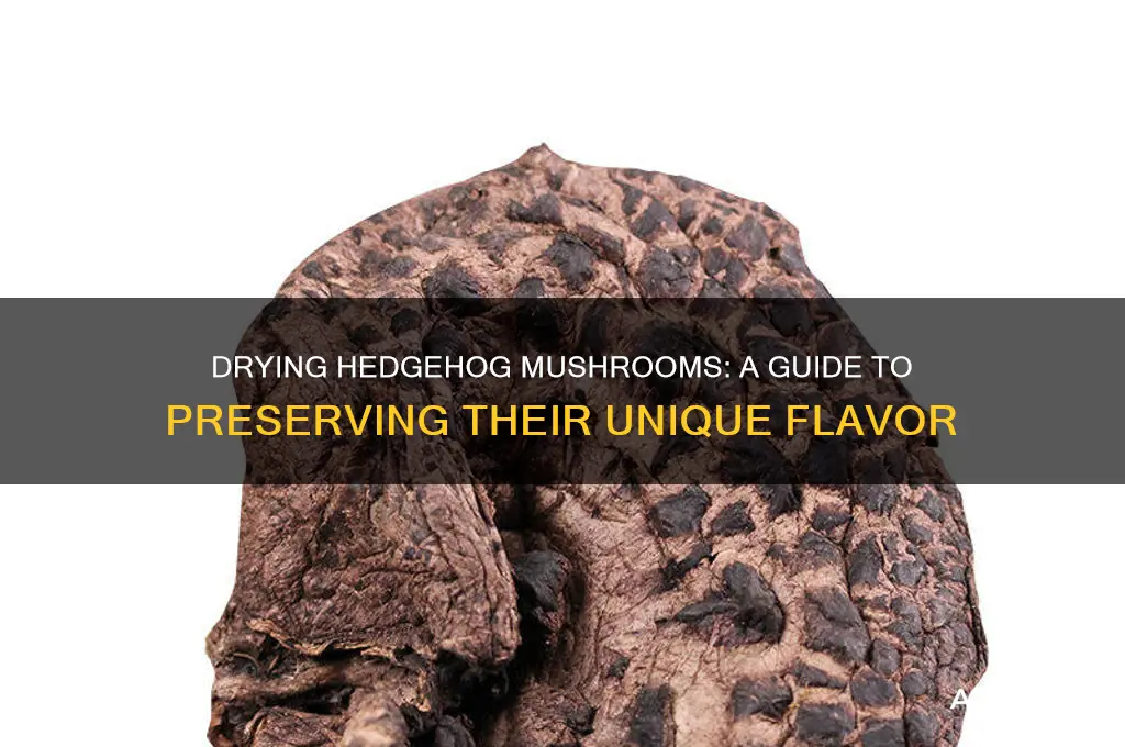can you dry hedgehog mushrooms