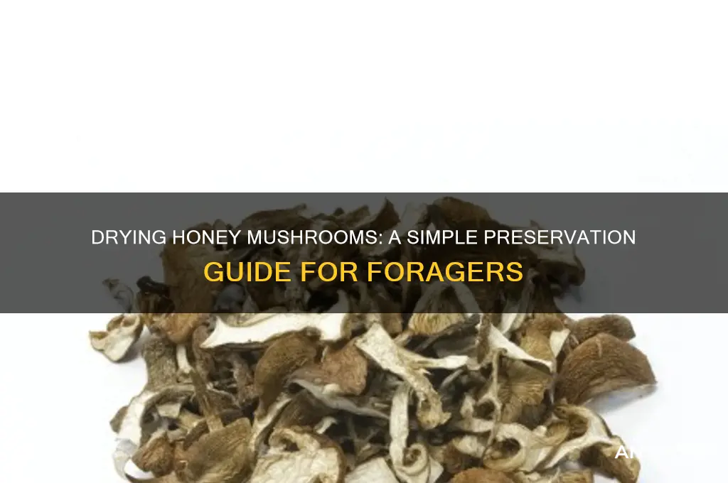 can you dry honey mushrooms