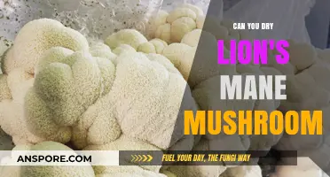 How to Properly Dry Lion's Mane Mushrooms for Longevity and Use