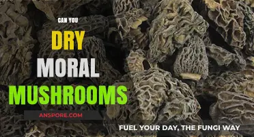 Drying Morel Mushrooms: A Guide to Preservation and Safety Tips