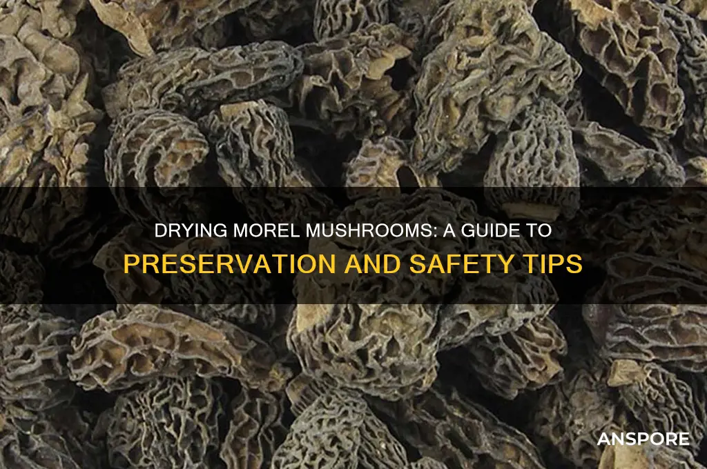can you dry moral mushrooms