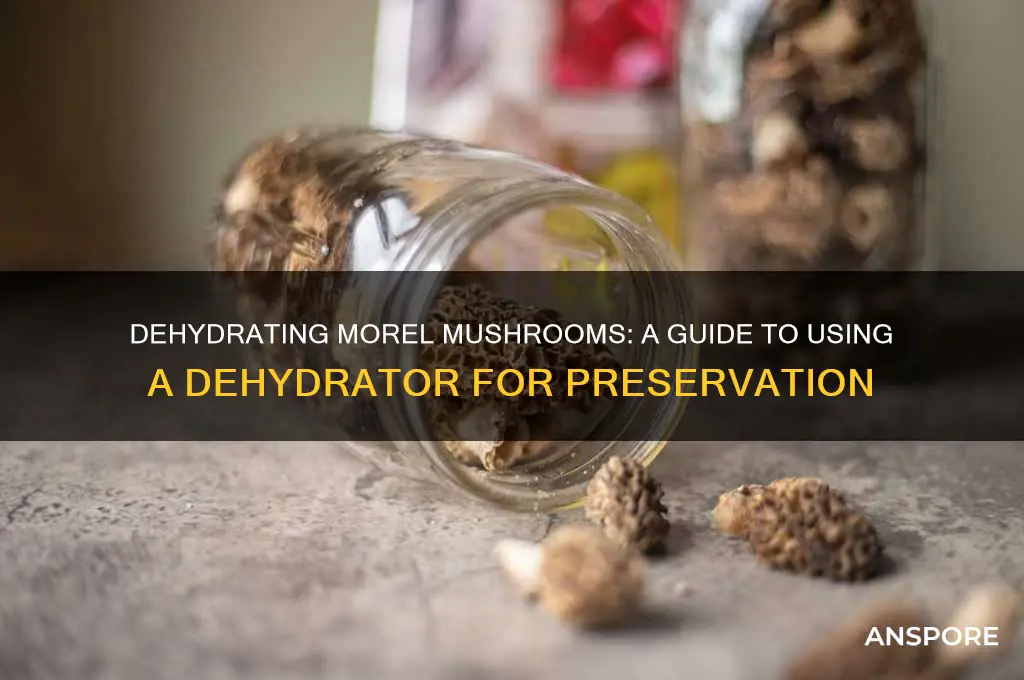 can you dry morel mushrooms with a dehydrator