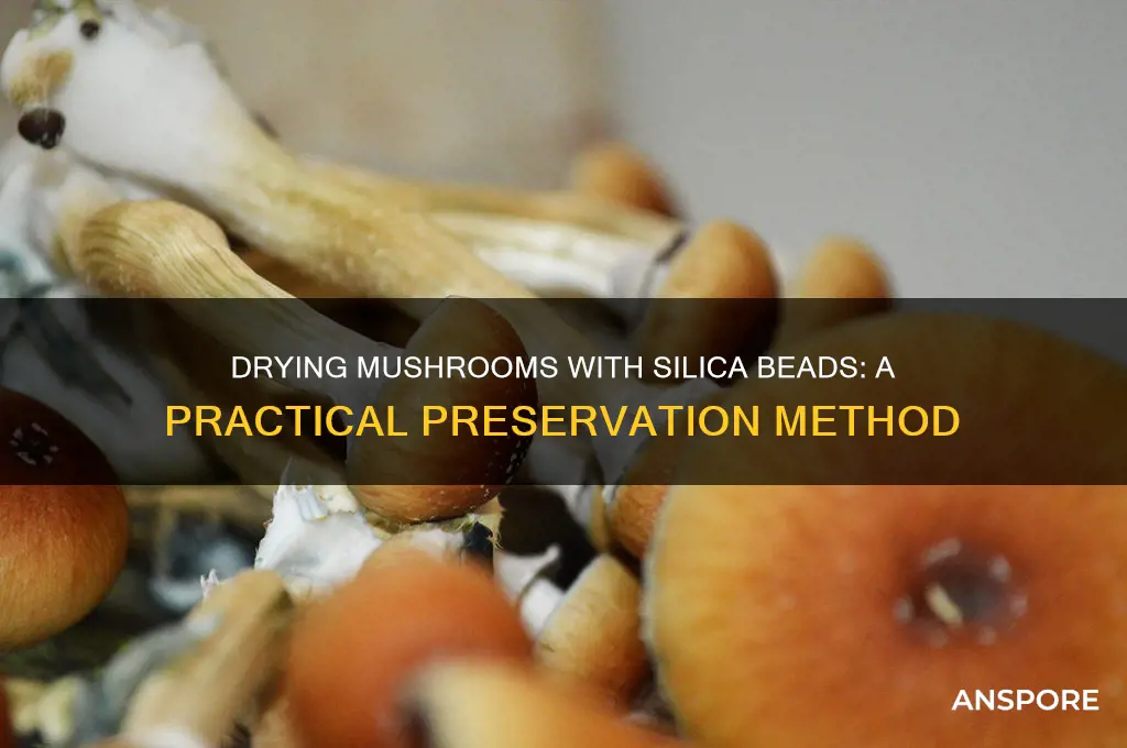 can you dry mushrooms in a bag with silica beads