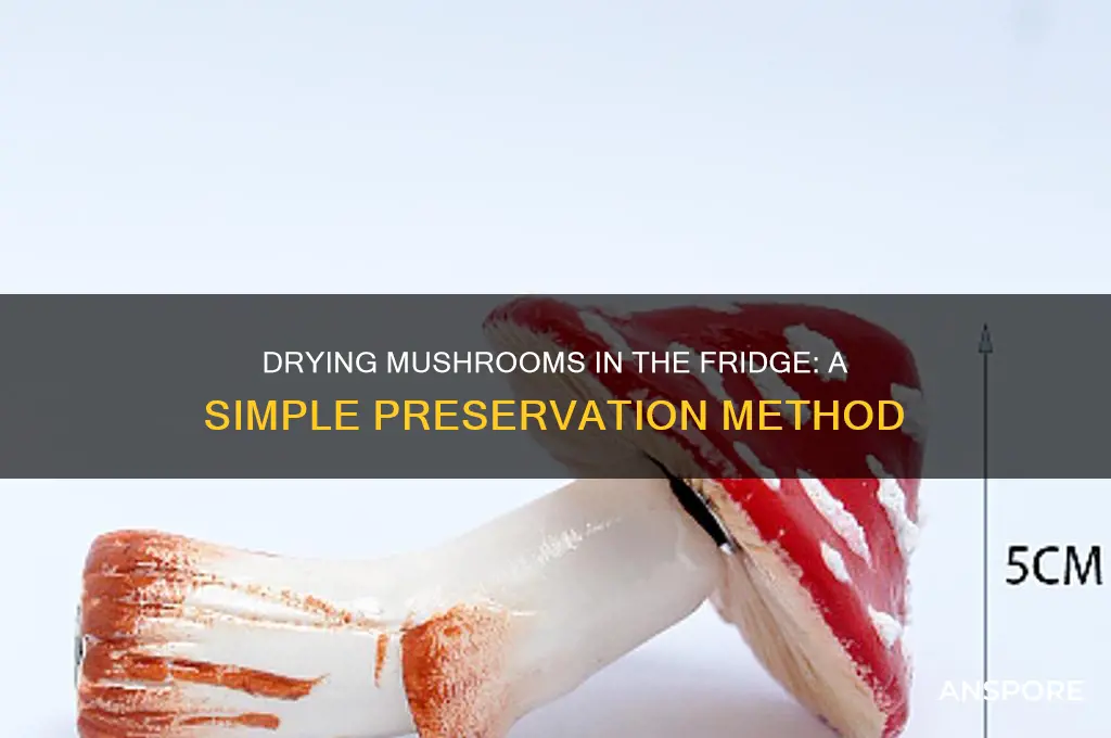 can you dry mushrooms in fridge