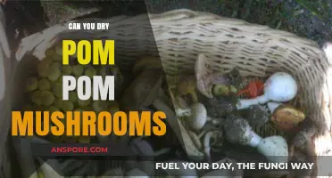 Drying Pom Pom Mushrooms: A Simple Guide to Preservation