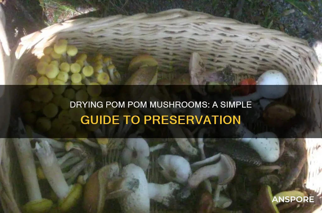 can you dry pom pom mushrooms