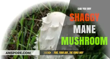 Drying Shaggy Mane Mushrooms: Tips for Preserving Their Unique Texture